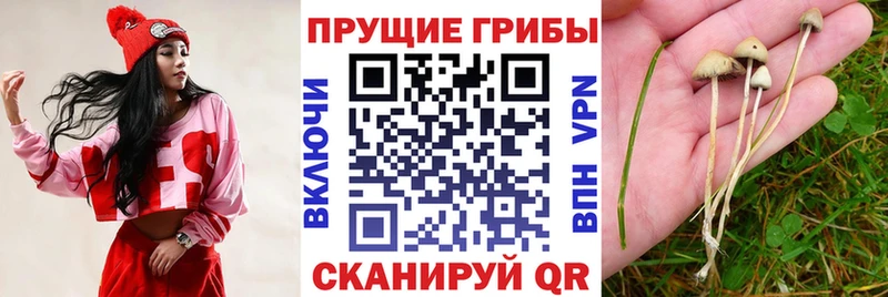 купить  сайты  Улан-Удэ  KRAKEN   Псилоцибиновые грибы Psilocybe 